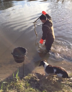 man standing in river holding up an eel - a springer spaniel stands next to him