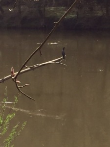 small bird on a branch on ther river