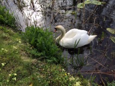 Montgomery the swan