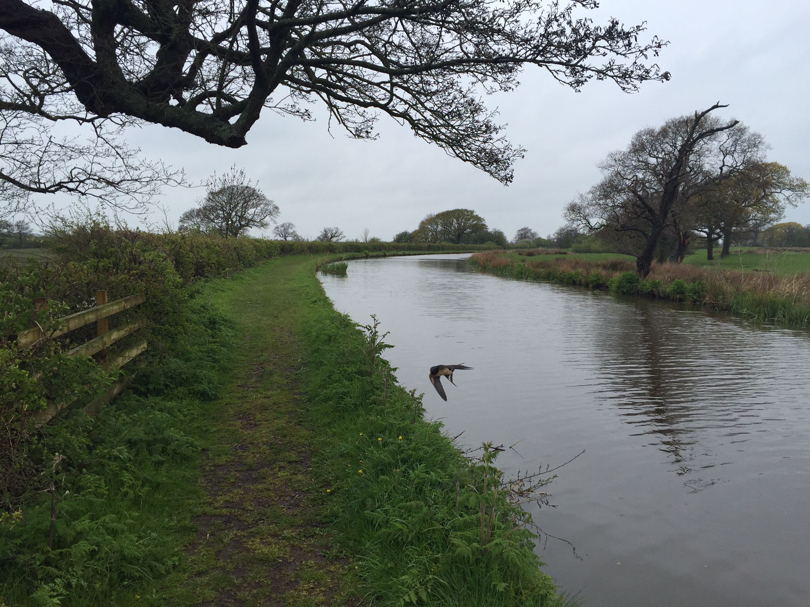 Lancaster canal swallow