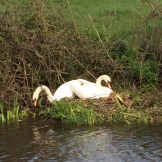 Lancastrian swans